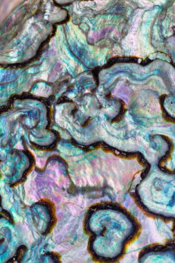 parlak sedef veya abalone paua kabuk arka
