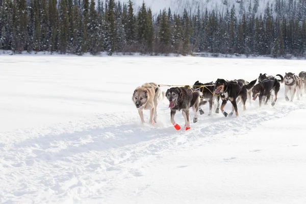 Entusiastiska släde hund team dra hårt — Stockfoto