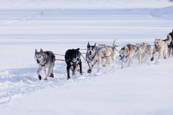 Enthousiaste traîneau chien équipe tirant dur — Photo