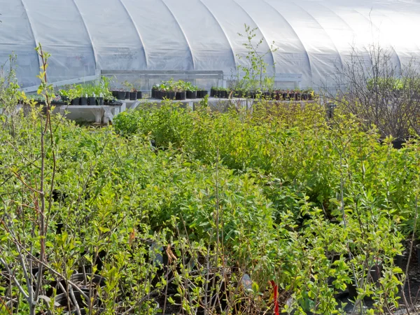 Bushes trees outside garden center foil hothouse — Stock Photo, Image