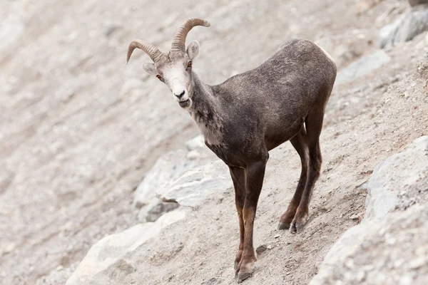 Young Stone Sheep ram Ovis dalli stonei — Stock Photo, Image