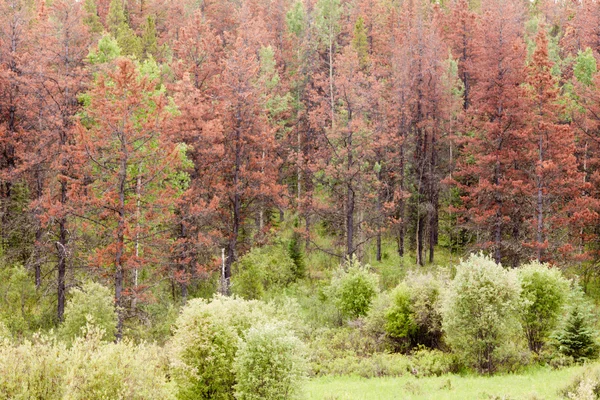 Mountain Pine kever gedood dennenbos — Stockfoto