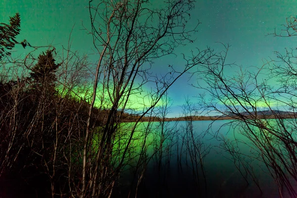 Aurores boréales rivage saules lac surface miroir — Photo