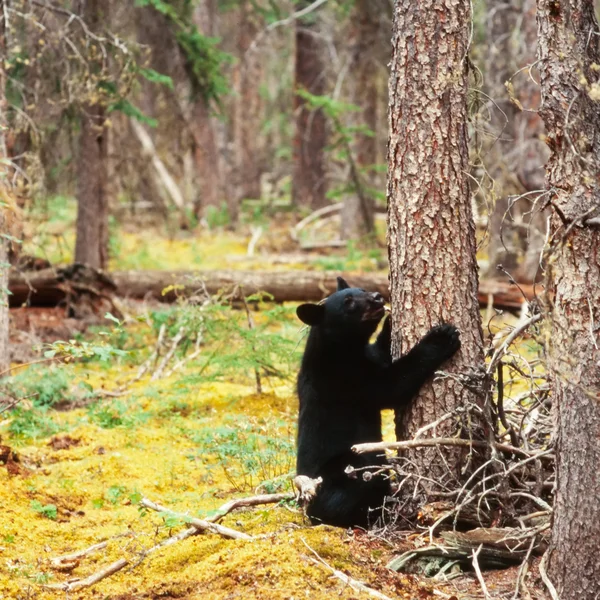 Bosque boreal Yukón Oso Negro Ursus americanus — Foto de Stock