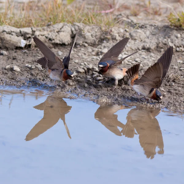 Acantilado se traga Hirundo pyrrhonota recogiendo lodo —  Fotos de Stock