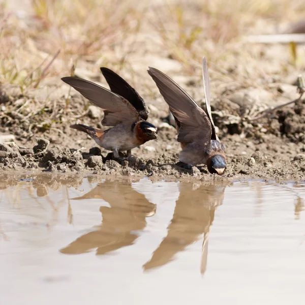 Cliff zwaluwen Hirundo pyrrhonota verzamelen modder — Stockfoto