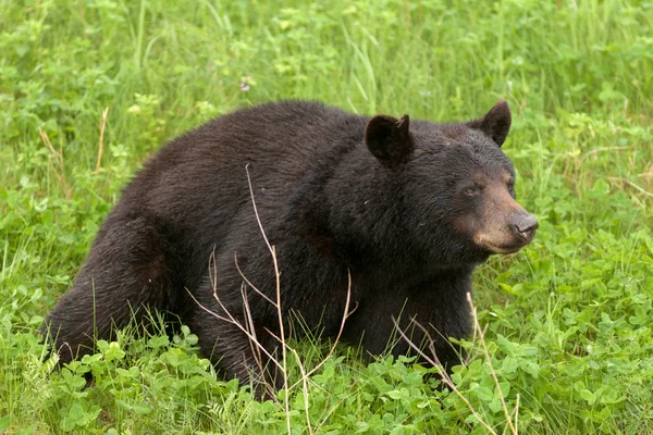 Odpoczynku American Black Bear zielony łąka — Zdjęcie stockowe