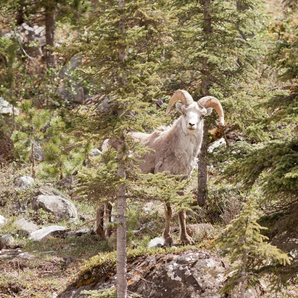 Pierre mouton bélier Ovis dalli stonei forêt de montagne — Photo