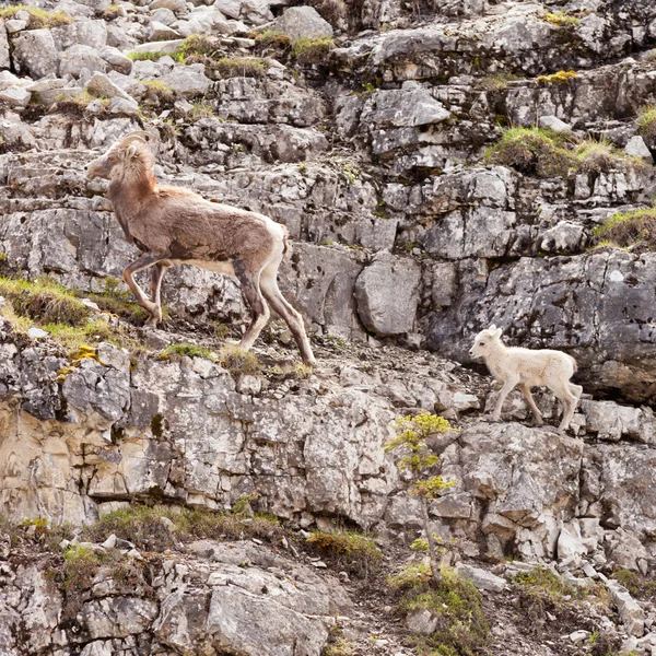 Female Thinhorn Sheep Ovis dalli stonei leading lamb — Stock Photo, Image
