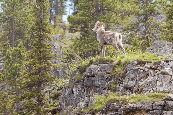 Stone Sheep ram Ovis dalli stonei — Stock Photo, Image