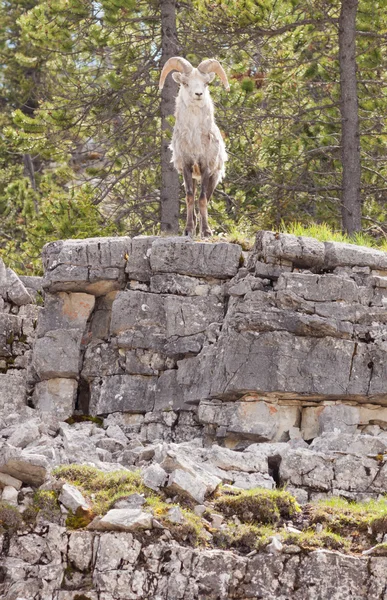 Thinhorn Sheep ram Ovis dalli stonei — Stock Photo, Image