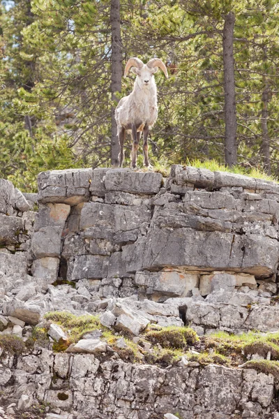 Pietra montone Ovis dalli stonei guardare — Foto Stock