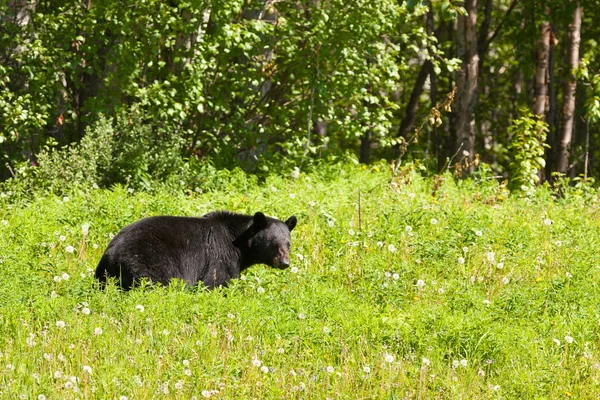 Amerikaanse zwarte beer voedergewassen weelderige weide — Stockfoto