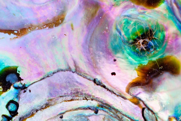 Glänzender Perlmutt aus Paua oder Seeohr — Stockfoto