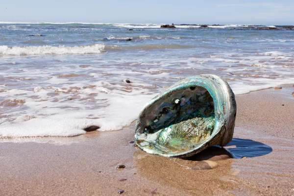 Shiny nacre Abalone shell washed ashore onto beach — Stock Photo, Image