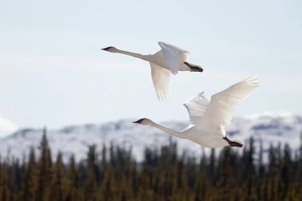 Fliegendes Trompeterpaar Schwäne Cygnus buccinator lizenzfreie Stockbilder