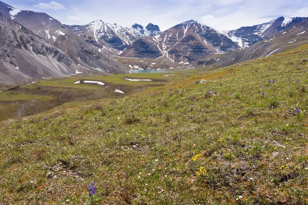 Κοιλάδα των Άλπεων λίμνη των πηγών του λουλούδι Καναδά π.χ. Εικόνα Αρχείου