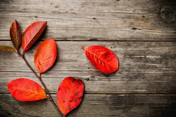 Fondo de pantalla de otoño — Foto de Stock