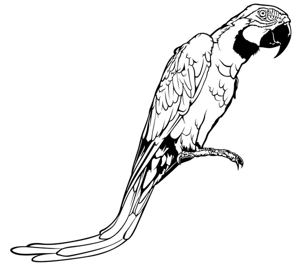 Zwart-wit Macaw — Stockvector