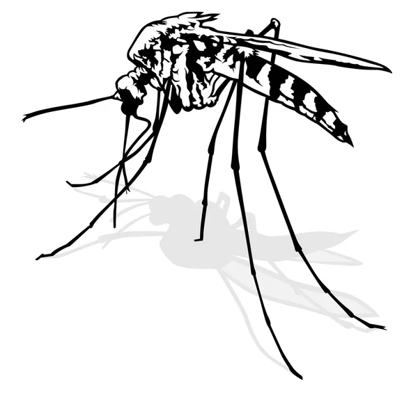 Black and White Mosquito — Stock Vector