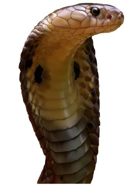 King Cobra Realistic Illustration clipart