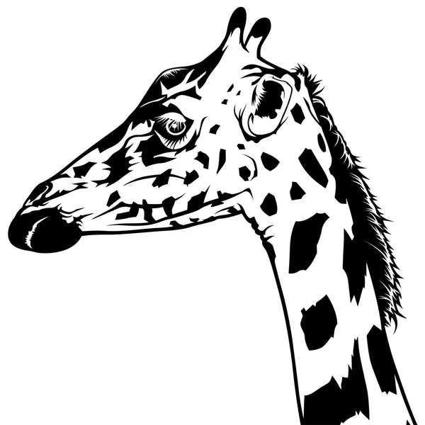 Giraffe голову портрет — стоковий вектор