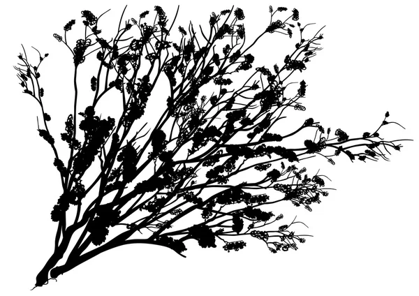 灌木，黑色剪影 — 图库矢量图片