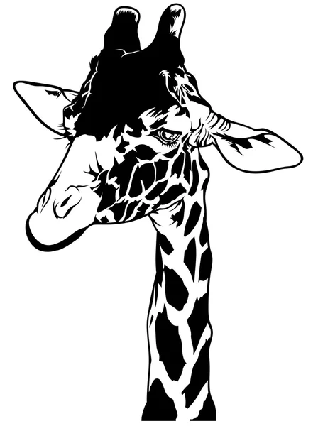 Giraffe Head Illustration — Stock Vector