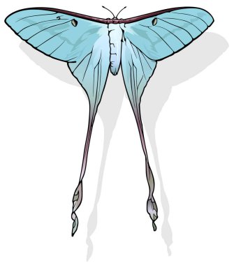 Çin Ay Güvesi - Beyaz Arkaplanda izole edilmiş Güzel Renkli Kelebek, Vektör İllüzyonu