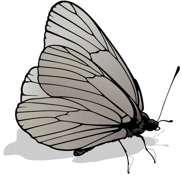 Branco Véu Preto Borboleta Colorida Bonita Isolada Fundo Branco Ilustração —  Vetores de Stock