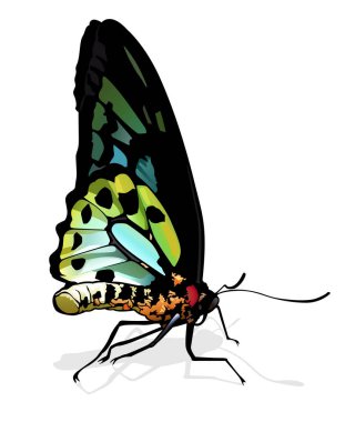 Birdwing Butterfly - Beautiful Butterfly Isolated on White Background, Vector Illustration clipart