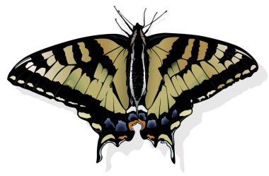 Eastern Tiger Swallowtail - Beautiful Butterfly Isolated on White Background, Vector Illustration clipart