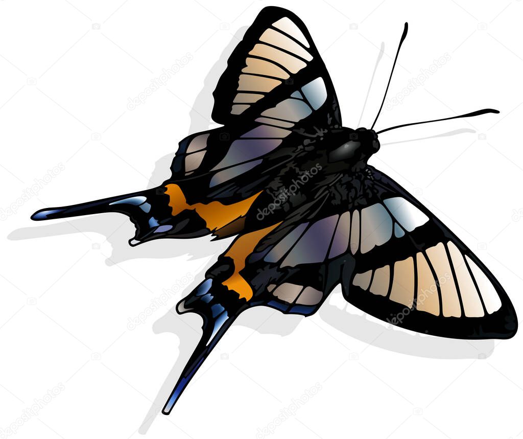 Sylphina Angel - Beautiful Butterfly Isolated on White Background, Vector Illustration