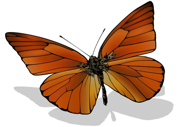 Orange Albatross Beautiful Butterfly Isolated White Background Vector Illustration — 스톡 벡터
