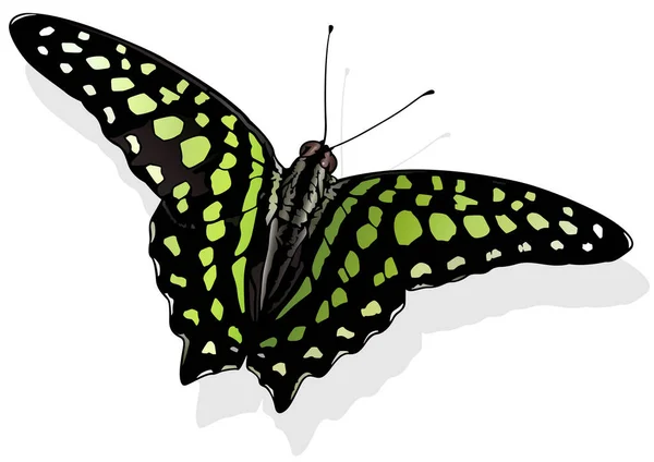 Cola Jay Hermosa Mariposa Graphium Agamemnon Aislado Sobre Fondo Blanco — Vector de stock