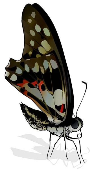 Common Jay Hermosa Mariposa Graphium Doson Aislado Sobre Fondo Blanco — Vector de stock