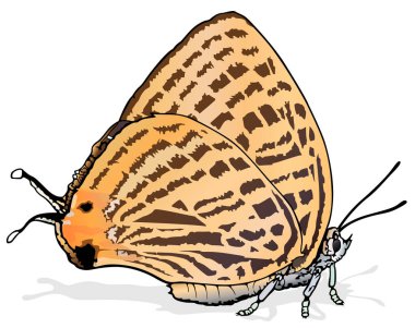 Marshmallow 'lar Japonica' yı Gördü - Güzel Kelebek Japonica Saepestriata Beyaz Arkaplanda İzole Edildi, Vector Illustration
