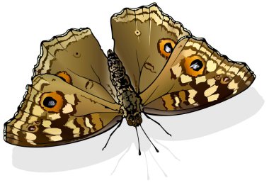 Lemon Pansy - Güzel Kelebek Junonia Limonu Beyaz Arkaplanda İzole Edildi, Vektör İllüzyonu