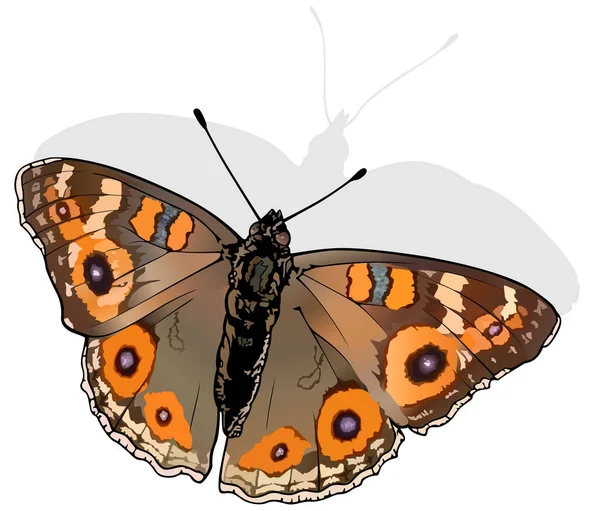 Meadow Argus 美丽的蝴蝶Junonia Villida独立于白色背景 矢量图解 — 图库矢量图片