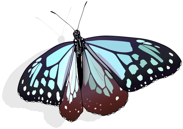 Kestane Kaplanı Güzel Kelebek Parantikası Beyaz Arkaplanda Zole Edilmiş Vektör — Stok Vektör