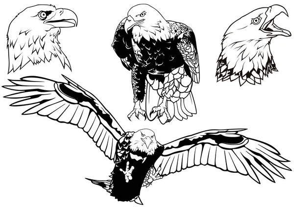 Ensemble Noir Blanc Aigle Tête Blanche Sauvage Dessiné Main Illustrations — Image vectorielle