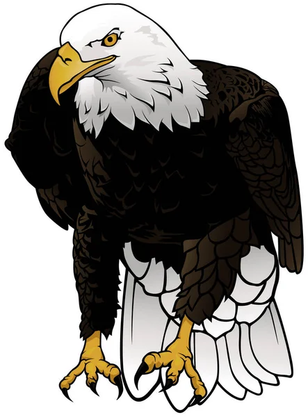 Wild Bald Eagle Colored Hand Drawn Illustration Isolated White Background — Stockový vektor