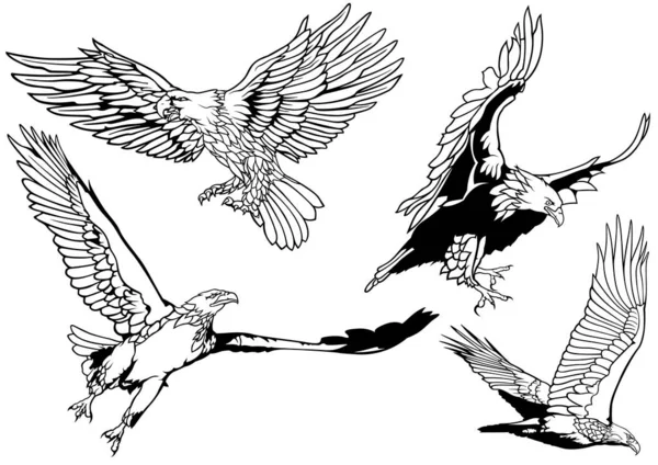 Schwarzweiß Set Weißkopfseeadler Als Handgezeichnete Illustrationen Auf Weißem Hintergrund Vektor — Stockvektor