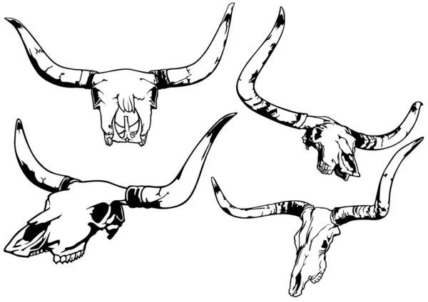 Conjunto Cuatro Calaveras Toro Dibujo Aisladas Sobre Fondo Blanco Ilustración — Archivo Imágenes Vectoriales