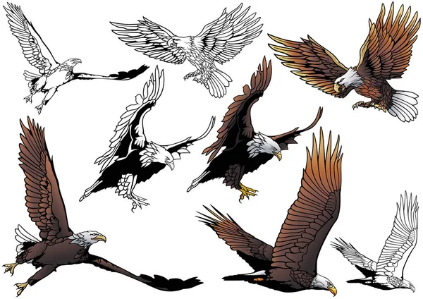 Set of Flying Bald Eagle as Hand Drawn Illustrations Isolated on White Background, Black and White and Colored Birds,Vector Graphic