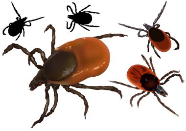 Kene (Ixodes Ricinus)