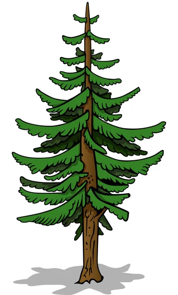 Coniferous Tree — Stock Vector