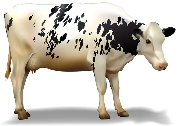 Vaca manchada — Vector de stock