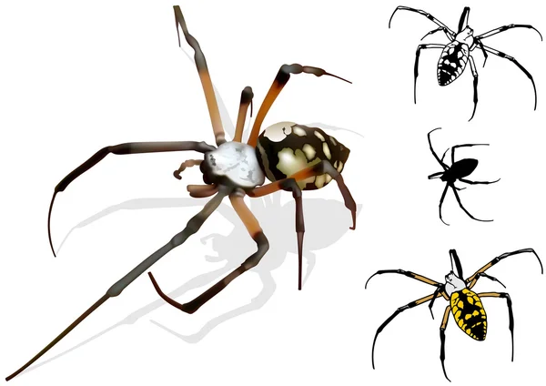 Araignée de guêpe — Image vectorielle