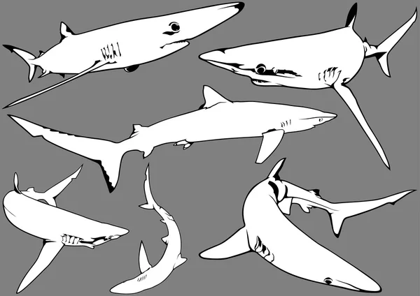 Conjunto de tubarões azuis — Vetor de Stock